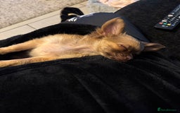 Chihuahua dogs for sale: Winnie - Image 6