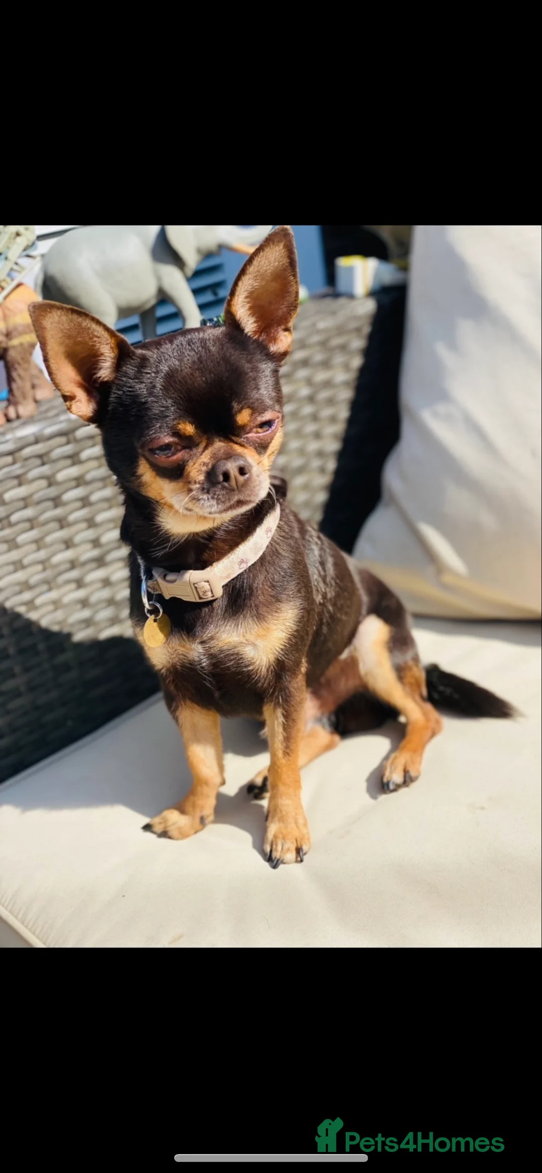 Chihuahua dogs for stud: small chihuahua stud only not for sale! chihuahua in Bury Saint Edmunds - Advert 2