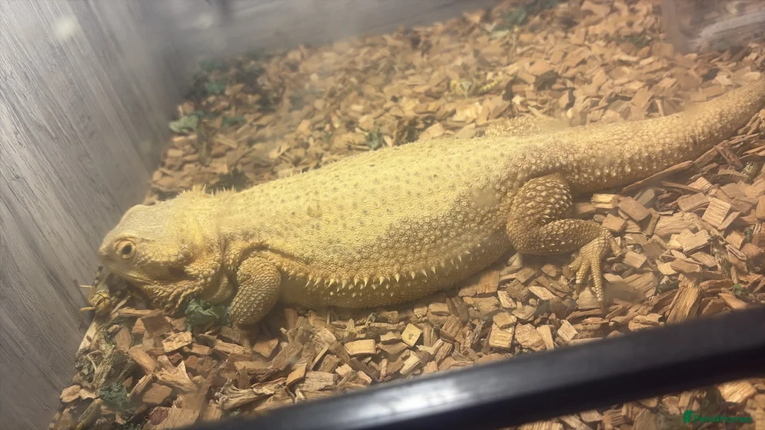 Bearded Dragon reptiles for sale: Female bearded dragon - Advert 2