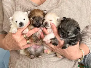 Pomeranian dogs for sale: MAGICAL PURE POMERANIAN KC - Advert 1