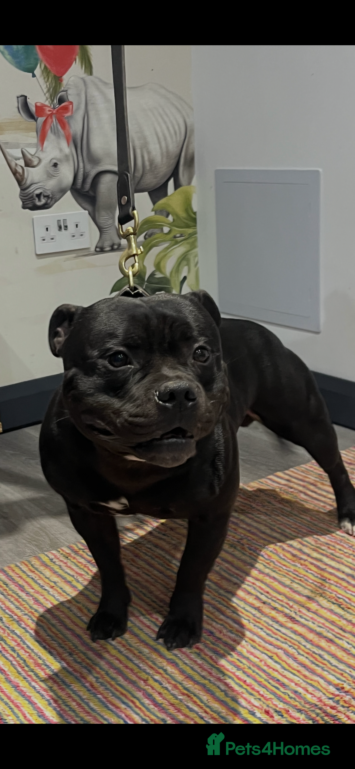 Staffordshire Bull Terrier dogs  stud carrying blue pedigree full of champions  - Advert 1