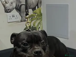 Staffordshire Bull Terrier dogs stud carrying blue pedigree full of champions - Advert 1