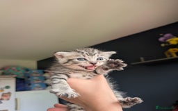 Mixed Breed cats for sale: Beautiful Kittens Available ✨️ in ELY - Image 20