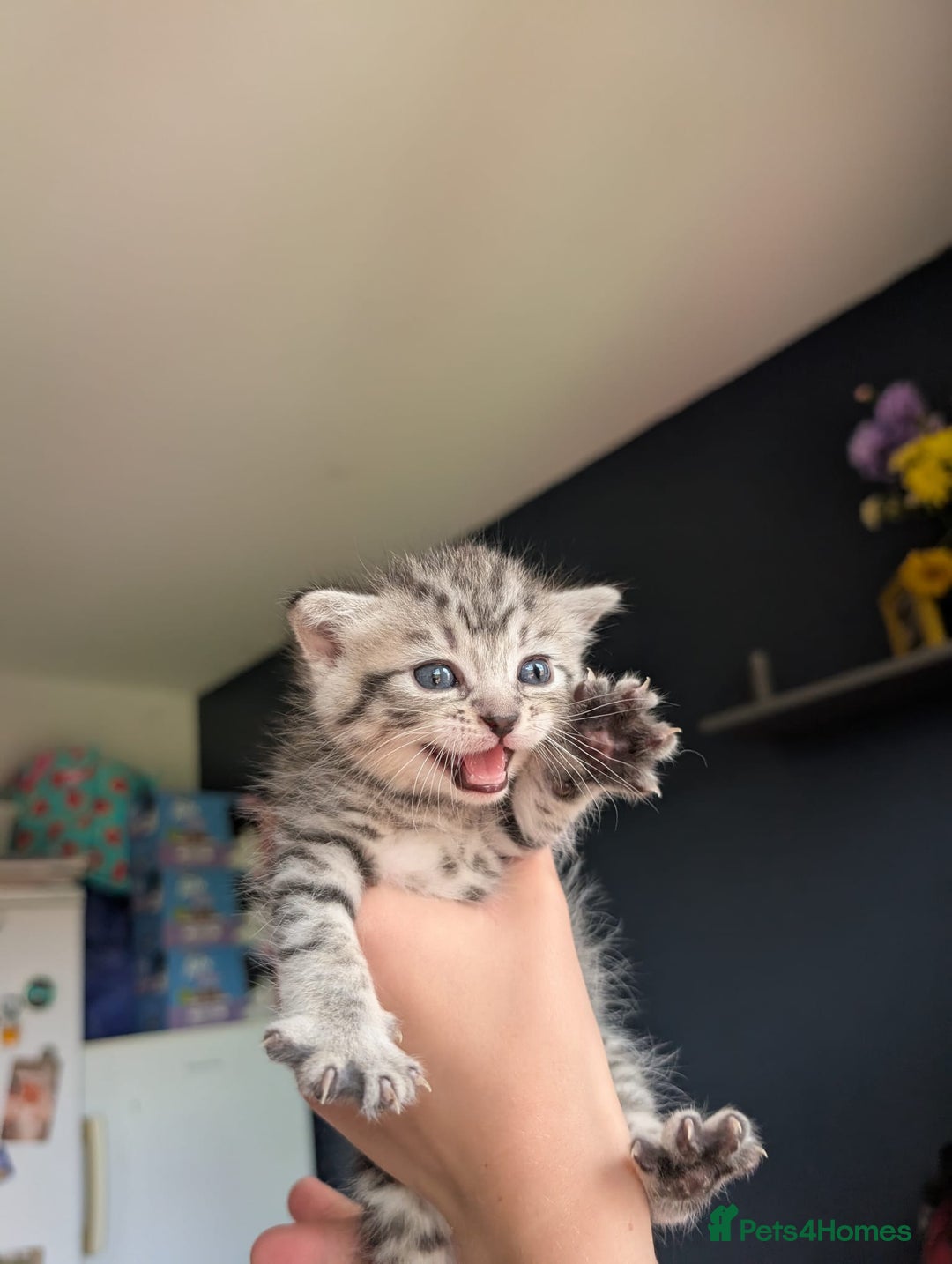 Mixed Breed cats for sale: Beautiful Kittens Available ✨️ in ELY - Image 20