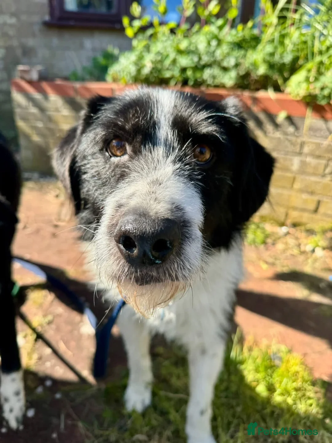 Mixed Breed dogs for adoption: Tommy - long stratton Norfolk  in Norwich - Advert 1