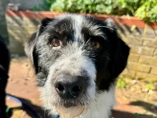 Mixed Breed dogs Tommy - long stratton Norfolk - Advert 5