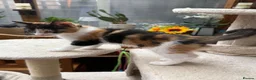 Mixed Breed cats for sale: 2 beautiful playful kittens for sale - Advert 8