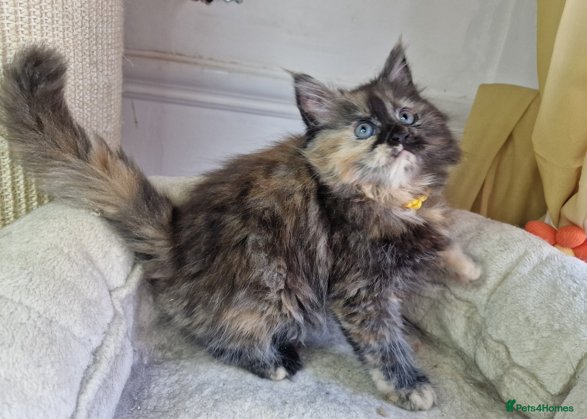 Maine Coon cats for sale: 8 maine coon kittens ready in Bury in Bury - Advert 4