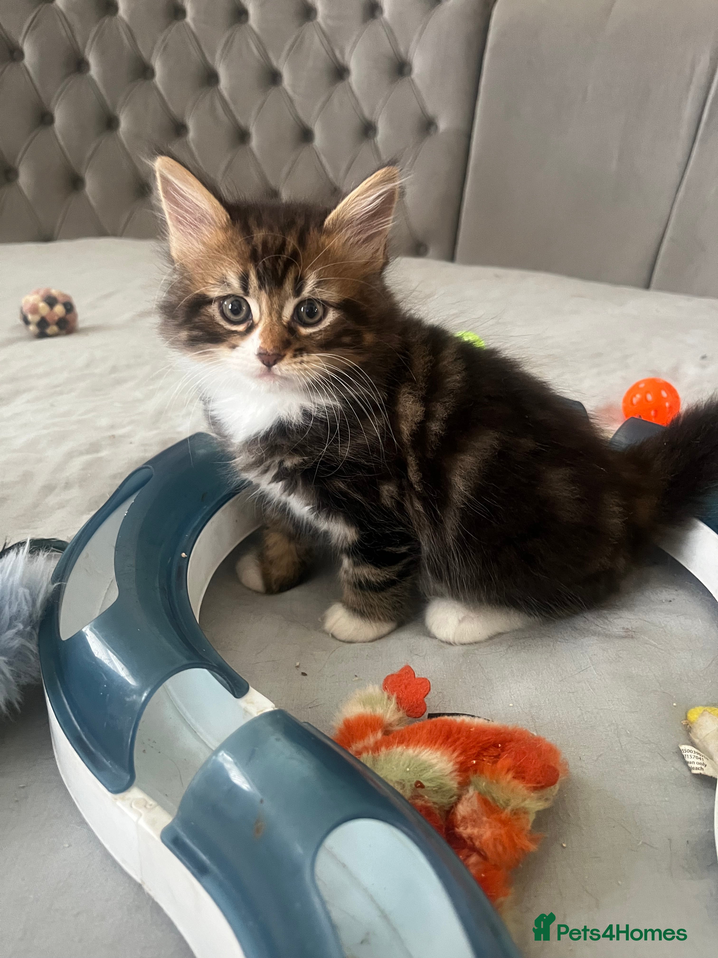 Maine Coon cats Stunning Maincoon babies  - Advert 2