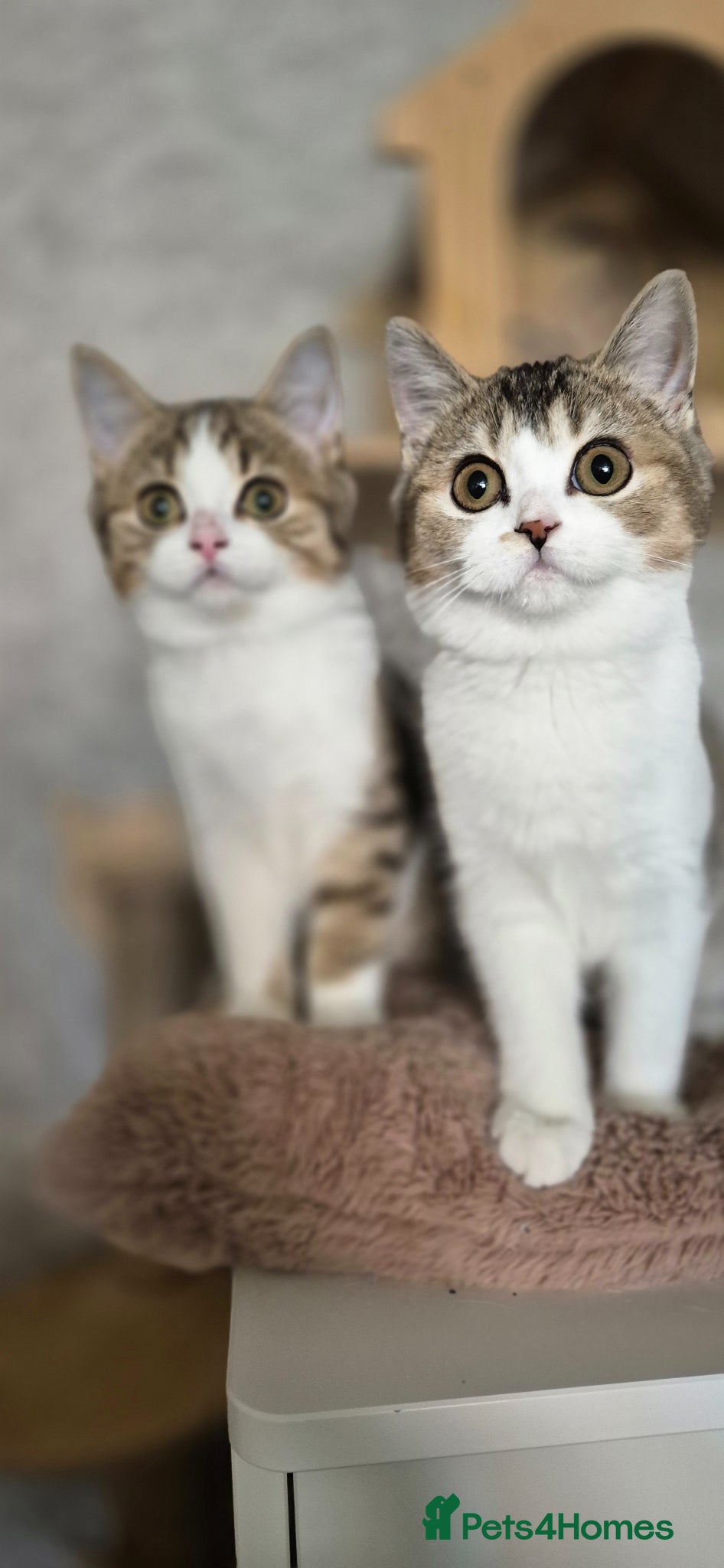 British Shorthair cats Very qute TICA reg. British Shorthair kittens  - Advert 2