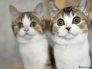 British Shorthair cats for sale: TICA reg. British Shorthair kittens ready now - Advert 1