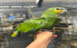 Parrots birds for sale: Gorgeous hand-reared Orange Winged Amazon - Image 1