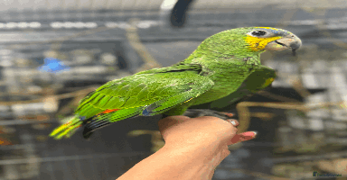 Parrots birds - Advert 3
