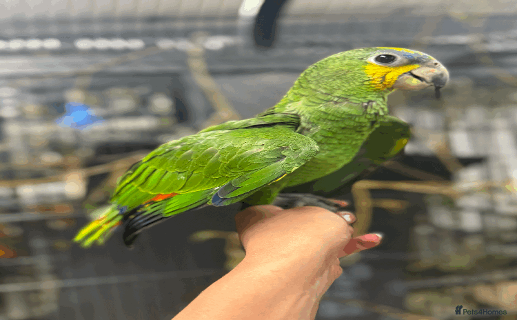 Parrots birds - Advert 3