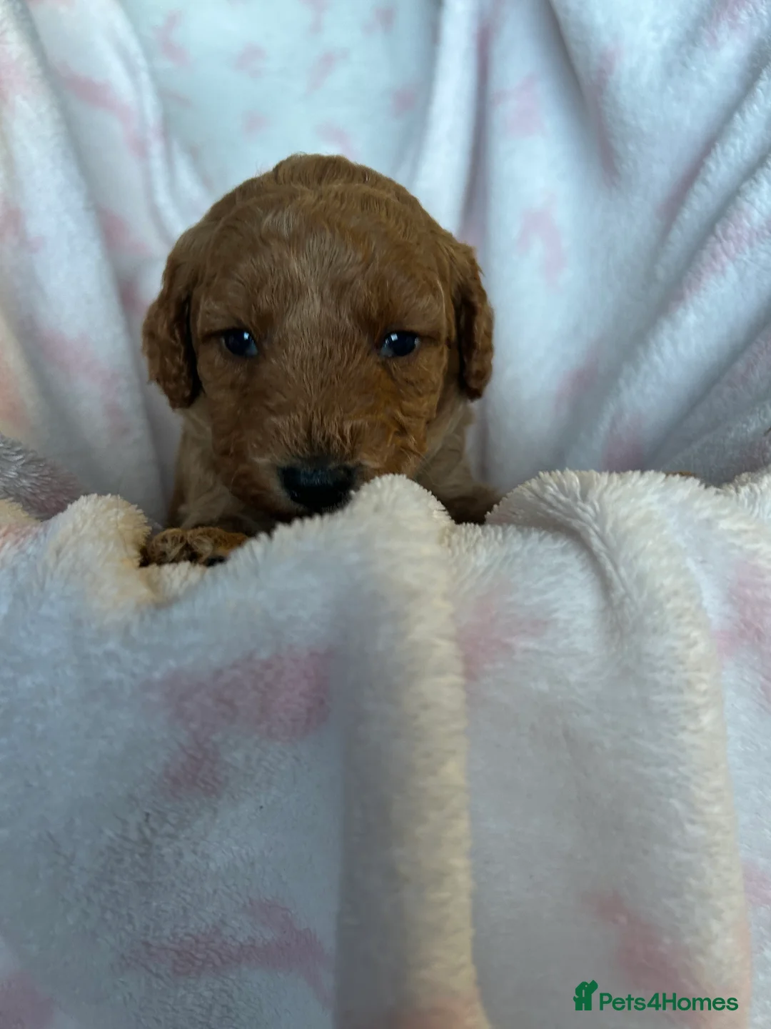 Cavapoo dogs for sale: Adventures of a curly cavapoo no further  - Advert 16