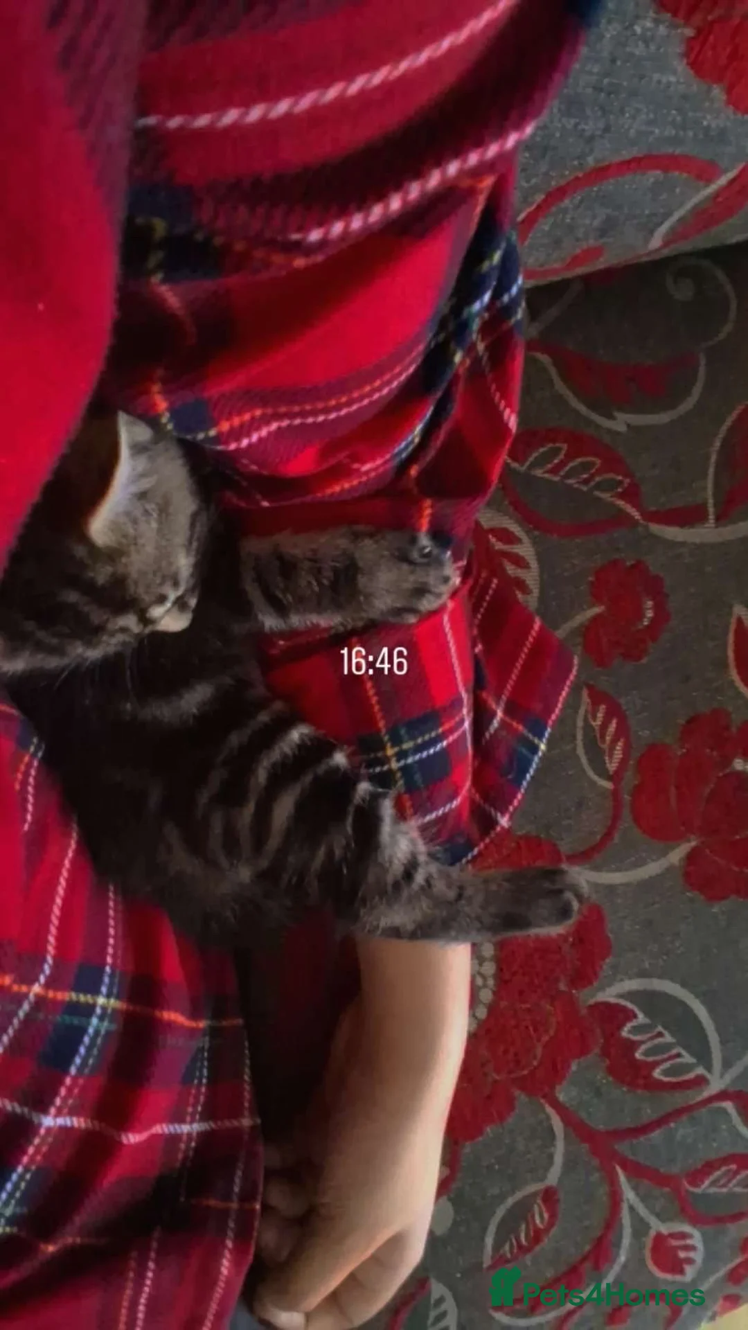 Mixed Breed cats for sale: 4 loving male kittens  in Manchester - Advert 9