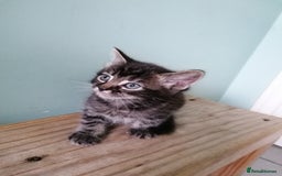 Mixed Breed cats for sale: Fluffy Bundles of Joy :) - Image 4