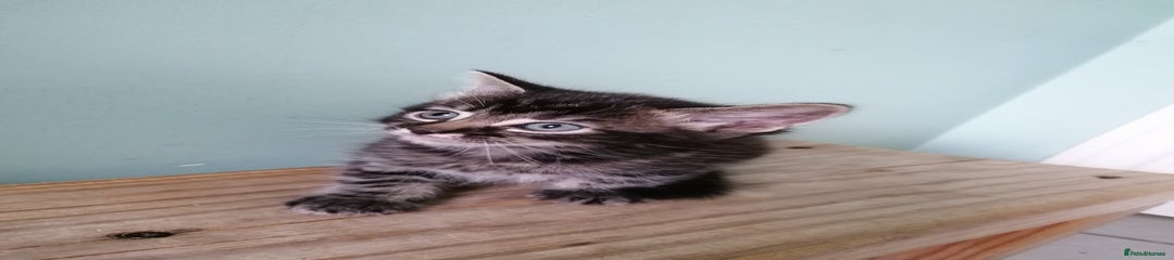 Tabby boy 2