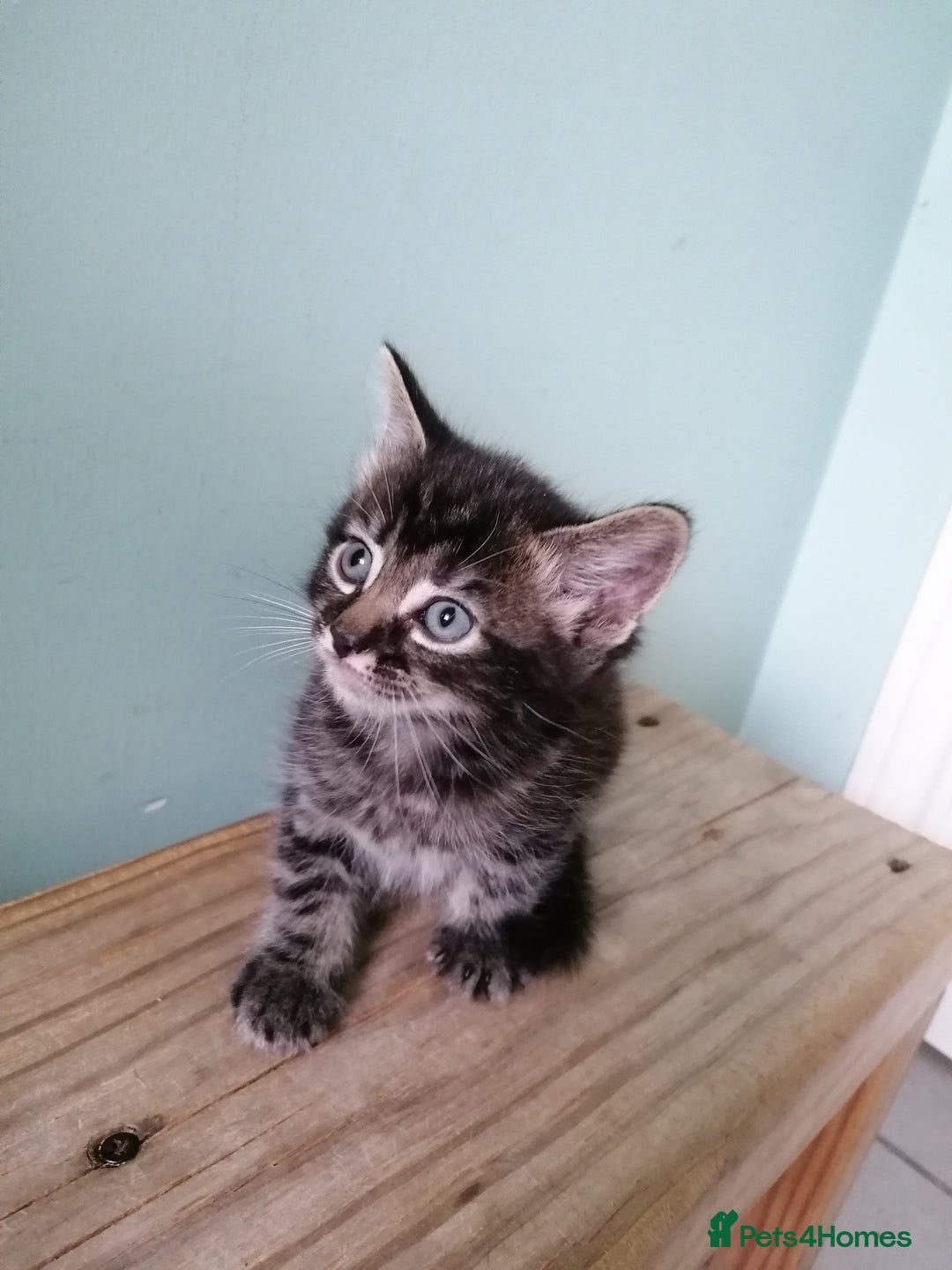 Mixed Breed cats for sale: Fluffy Bundles of Joy :) - Image 4