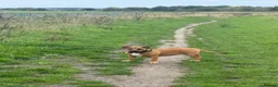 Staffordshire Bull Terrier dogs for sale: Free 9 month puppy looking for new home  in Liverpool - Advert 1