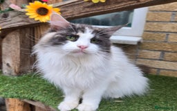 Maine Coon cats for sale: Blue Tortie Smoke with white female - Image 5