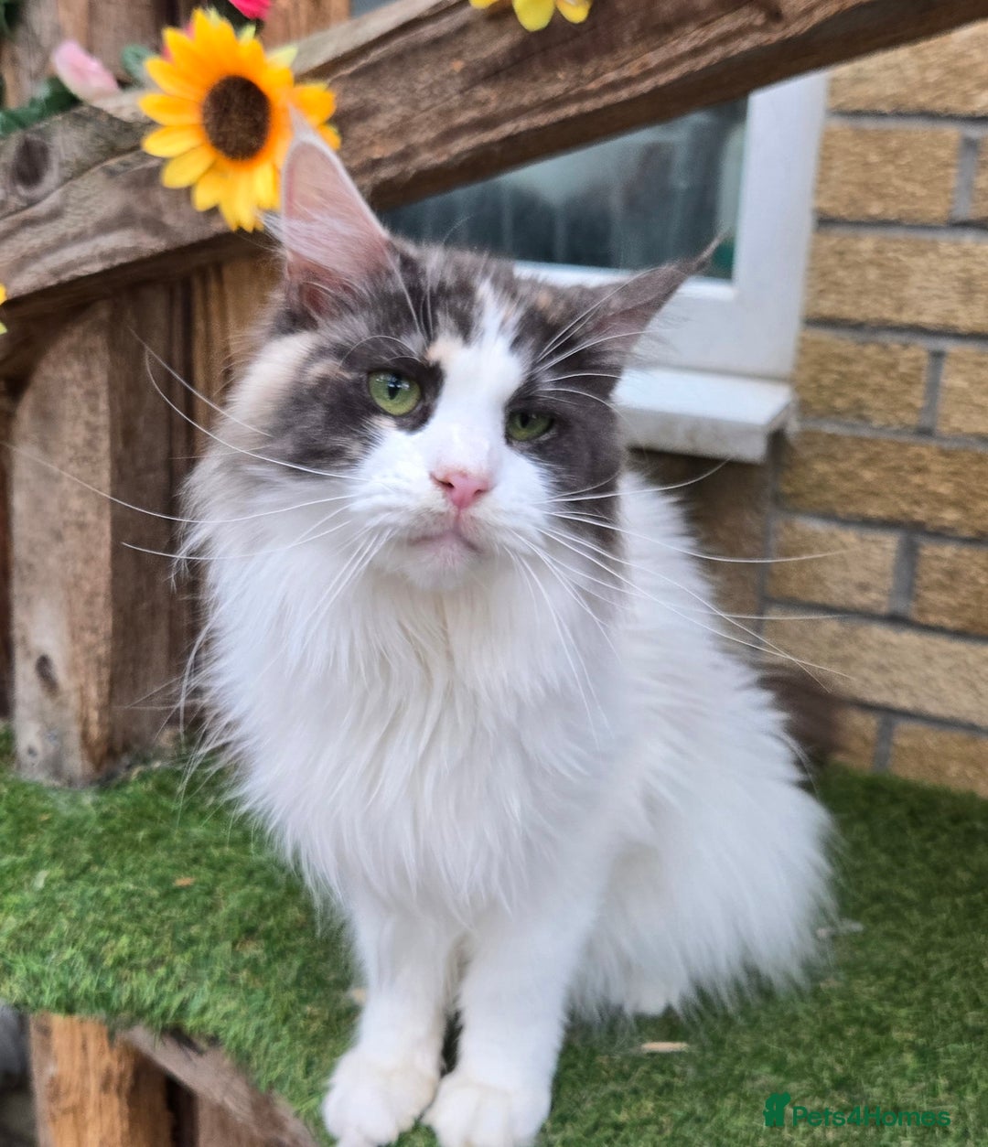Maine Coon cats for sale: Blue Tortie Smoke with white female - Image 5