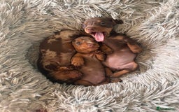 Miniature Dachshund dogs for sale: Amazing chocolate mini dapples for sale - Advert 3