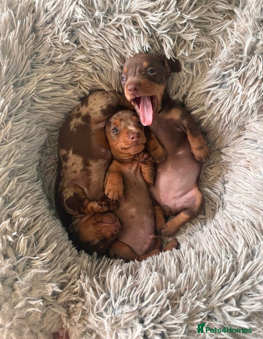 Miniature Dachshund dogs for sale: Amazing chocolate mini dapples for sale - Advert 3