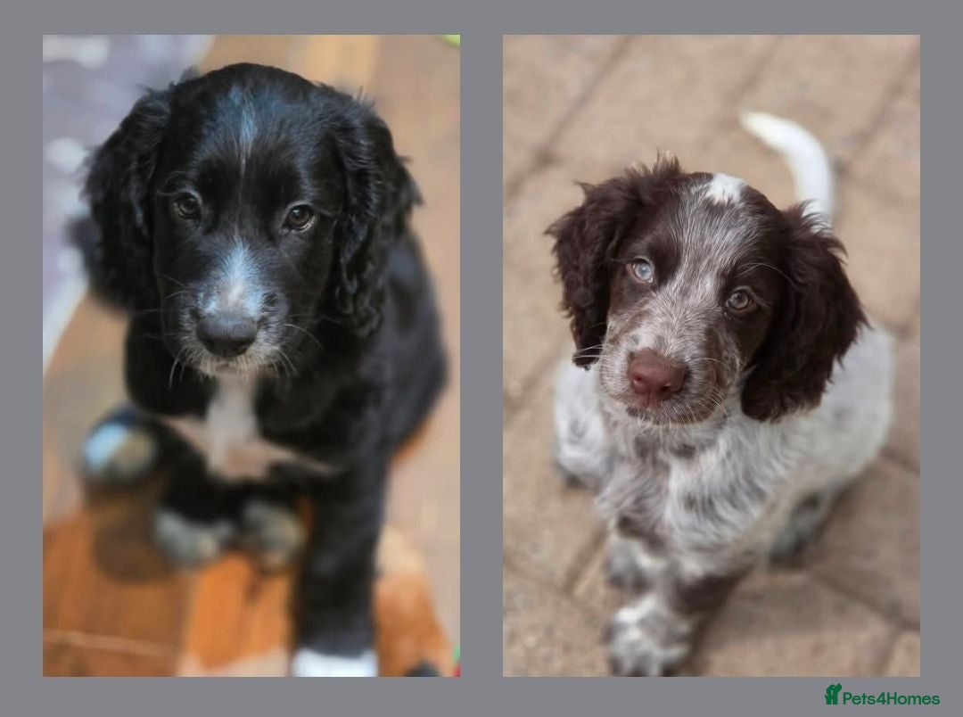 Cocker Spaniel dogs Ready now 2 boys!! kc reg working cocker spaniels - Advert 6