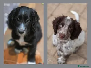 Cocker Spaniel dogs Ready now 2 boys!! kc reg working cocker spaniels - Advert 6
