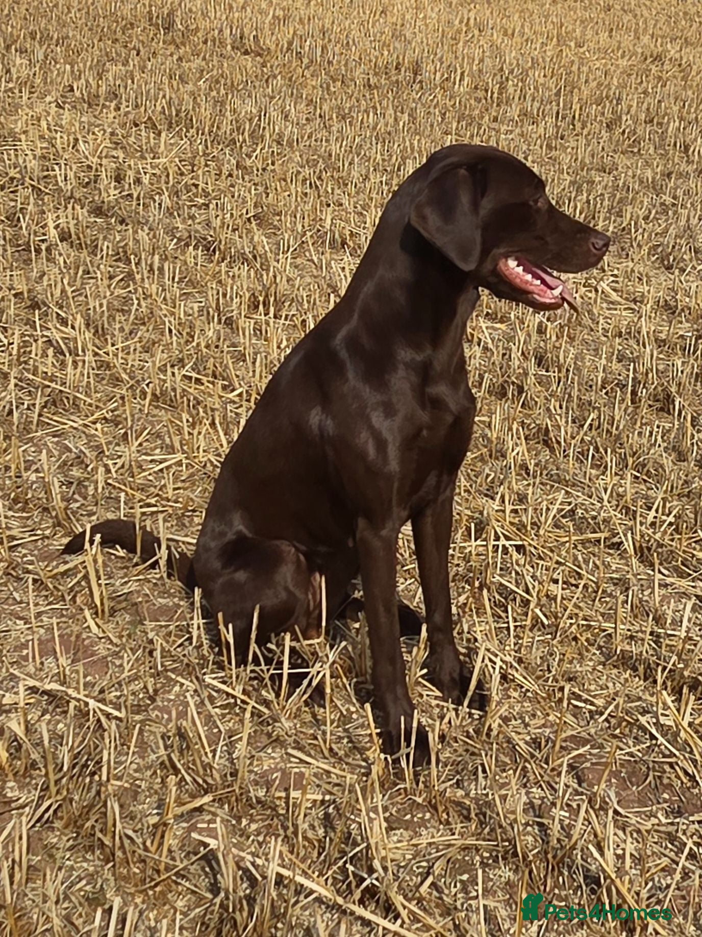 Labrador Retriever dogs KC registered, Chocolate Labrador Puppies - Advert 2