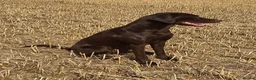 Labrador Retriever dogs for sale: KC registered, Chocolate Labrador Puppies in Ross-on-Wye - Advert 3