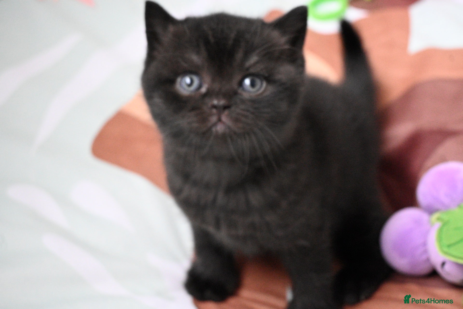 British Shorthair cats 🏆Champions line🏆BSH Kittens Tica reg  - Advert 2