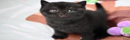 British Shorthair cats for sale: 🏆Champions line🏆BSH Kittens Tica reg  - Advert 7