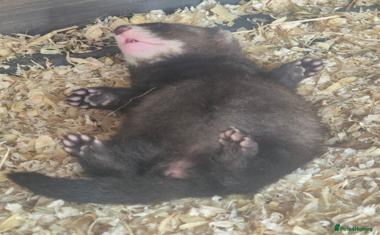 Ferret rodents - Advert 7