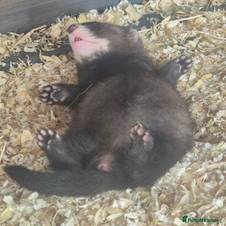 Ferret rodents - Advert 15