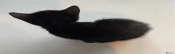 Mixed Breed cats for sale: Three kittens looking for their forever homes  - Advert 5