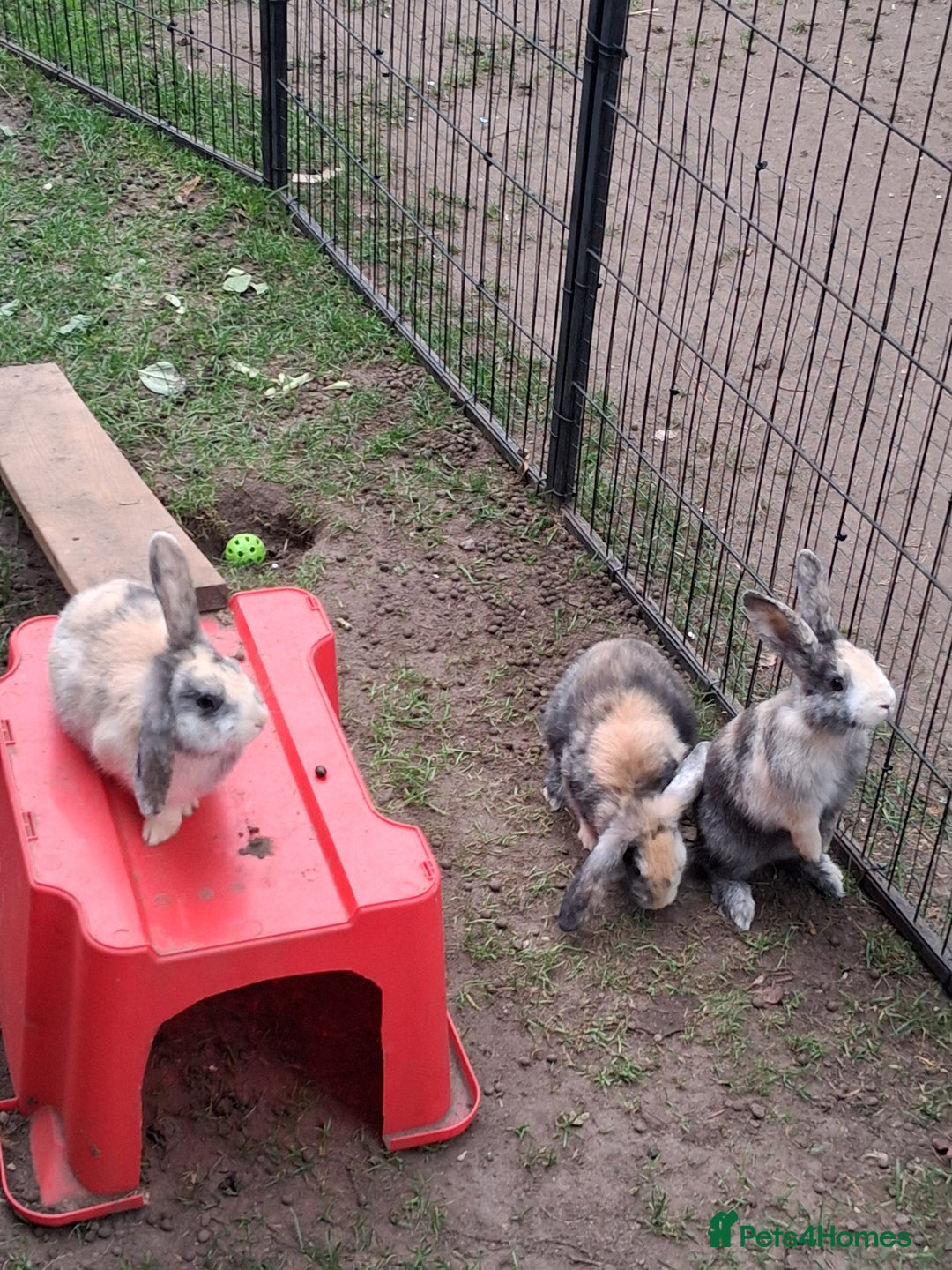 Rex rabbits for sale: Super Cute Baby bunnies! Rex x Lops - Image 1