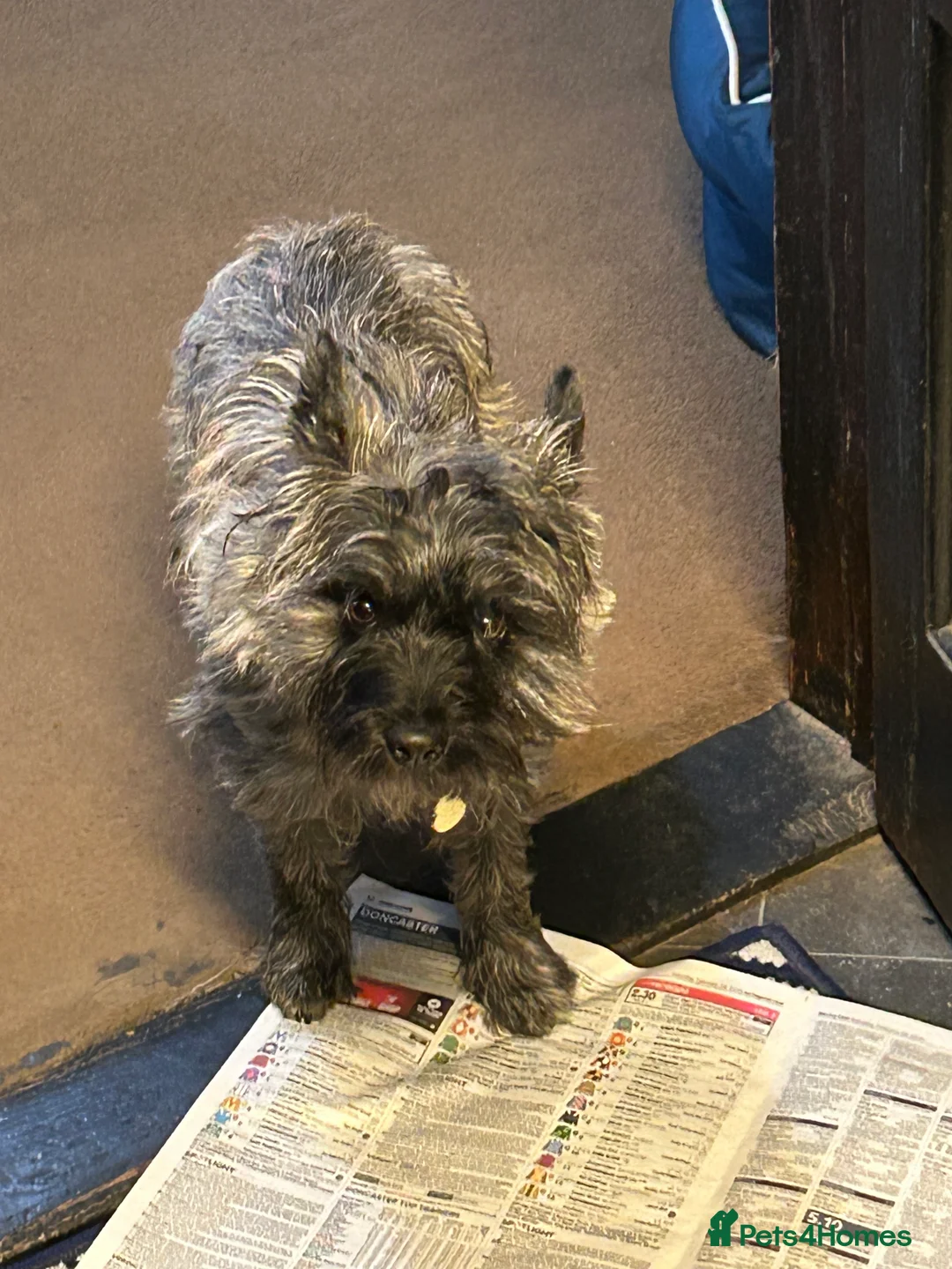 Cairn Terrier dogs for stud: For stud  - Advert 3