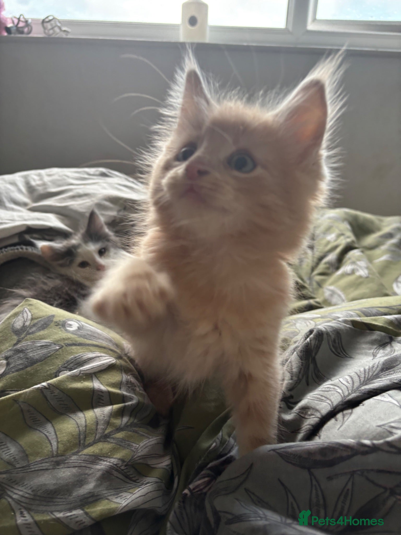 Mixed Breed cats Maine coon cross kittens ready now  - Advert 3