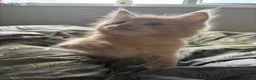 Mixed Breed cats for sale: Maine coon cross kittens ready now  - Advert 1