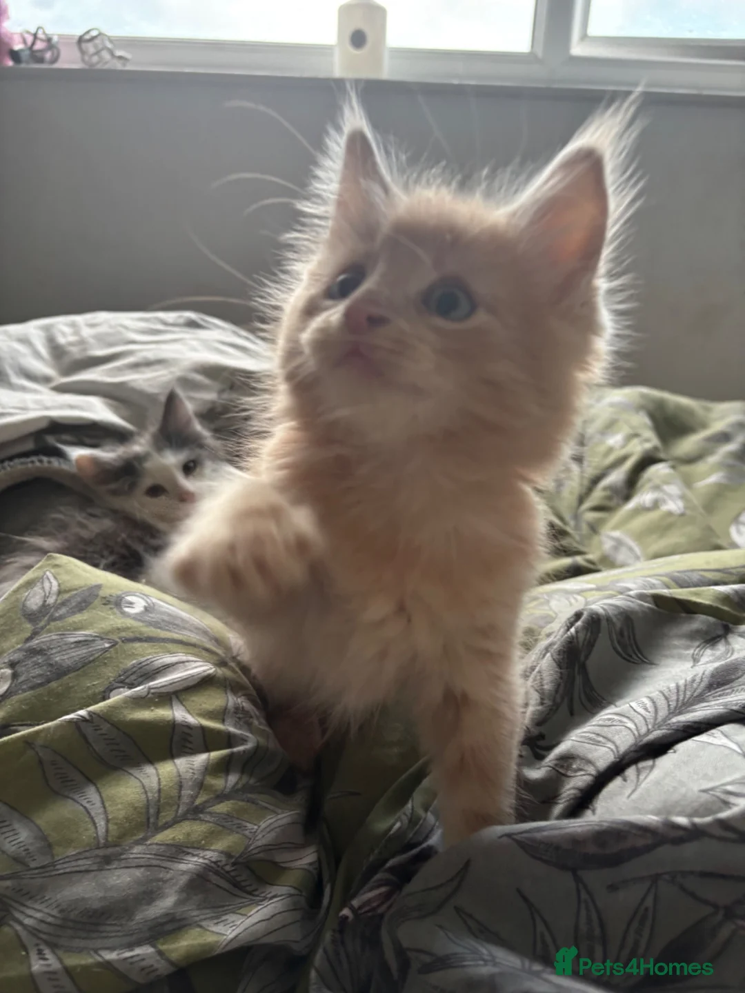 Mixed Breed cats for sale: Maine coon cross kittens ready now  - Advert 1