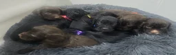 Cocker Spaniel dogs for sale: Beautiful Cocker Spaniel pups  - Advert 7