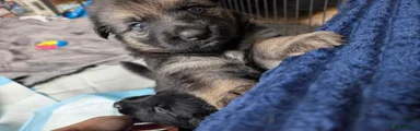 German Shepherd 4
