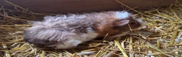 Guinea Pig rodents for sale: 🐹 Stunning Alpaca Guinea Pigs – 3 Male Brothers  - Advert 12
