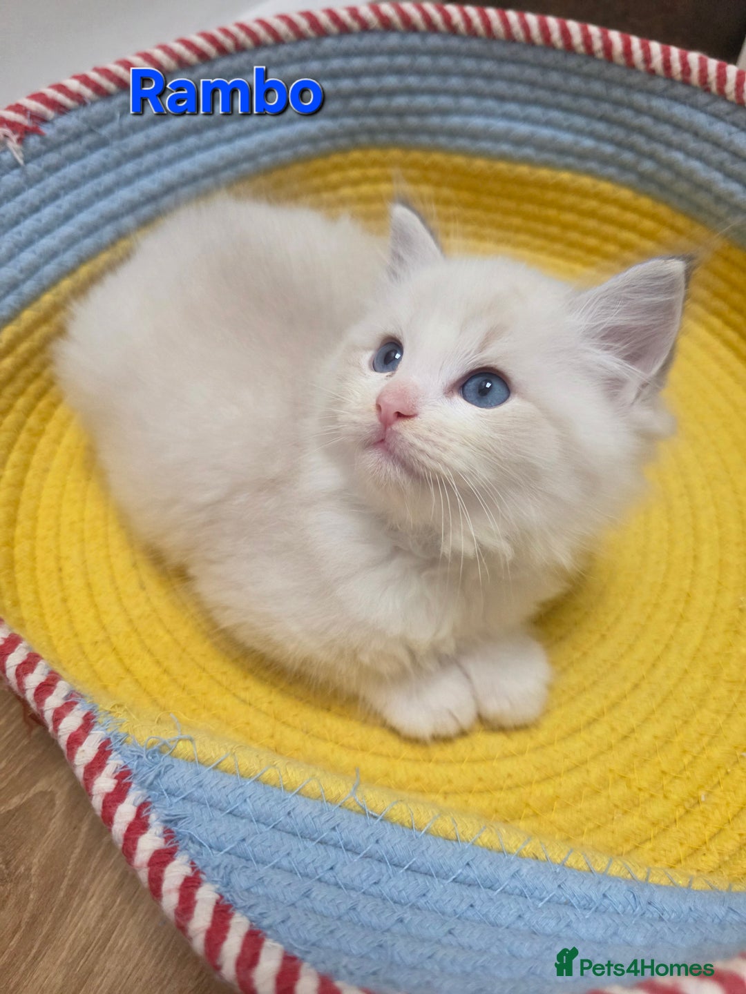 Ragdoll cats for sale: GCCF registered ragdoll kittens  - Advert 28