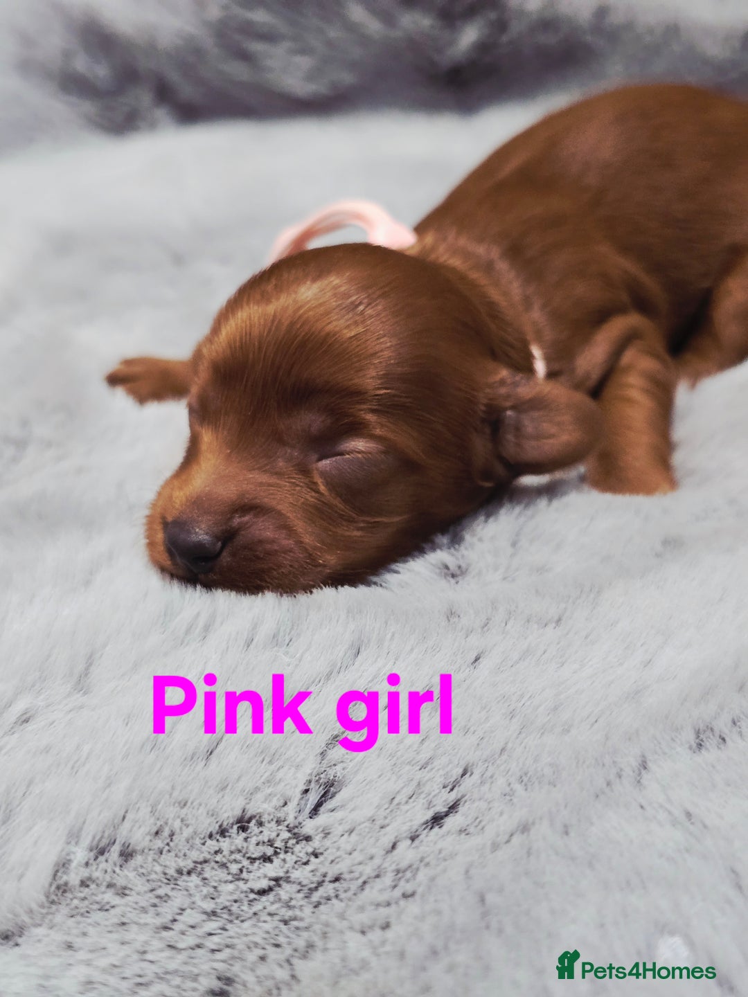 Cavapoo dogs for sale:  🐕Ruby Cavapoo Toy F1bb 🧸DNA tested🧸 - Image 24
