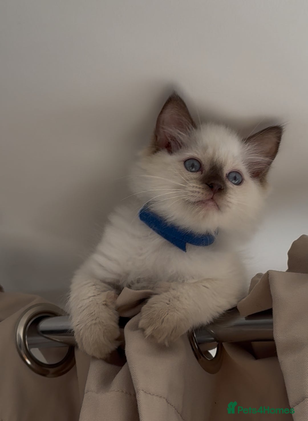 Ragdoll cats for sale: Champion Ragdoll GCCF kittens 🐱 Ready now - Image 7