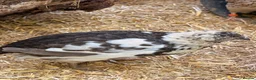 Quail poultry for sale: Quail Hatching eggs 🥚  - Advert 8