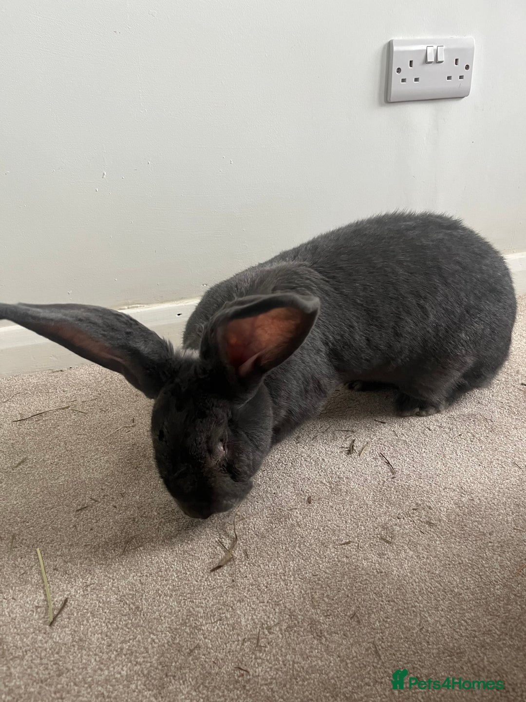 Continental Giant rabbits for sale: 3 year old steel blue continental giant - Advert 4